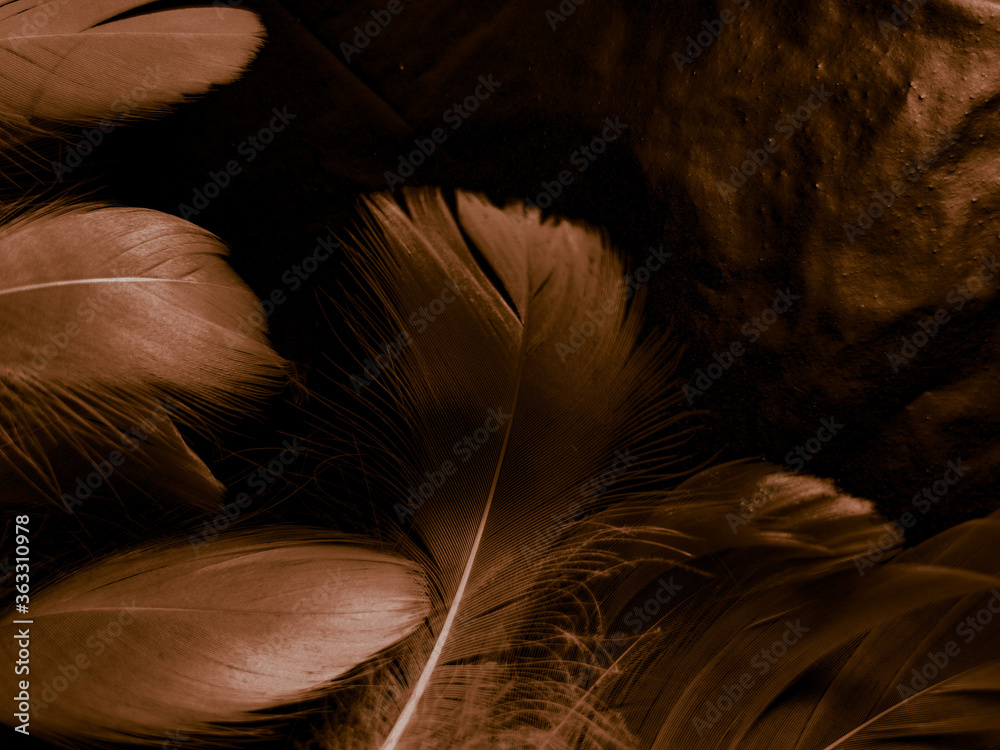 Beautiful abstract white and brown feathers on black background