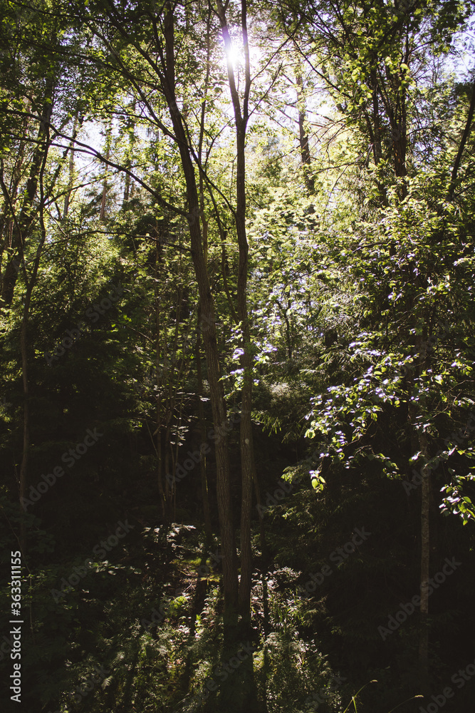 Obraz premium morning in the forest