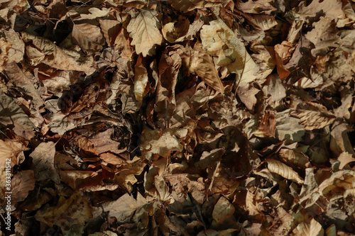 Invisible wood frog among dry leaves