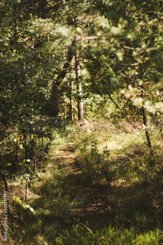 path in the forest