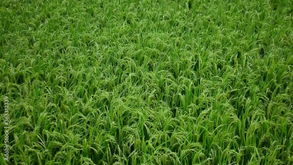 green grass in the wind green grass in the wind