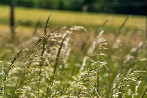 View over the tips of long grasses over field and meadow  shallow depth of field  selective focus  blurred background