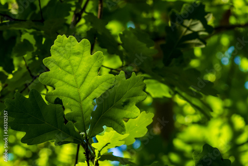 Fresh green oak leaf, illuminated by the sun, many oak leaves in the blurred background