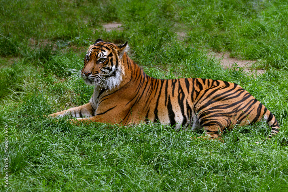 The portrait rare Sumatran Tiger. Inhabits the Indonesian island of Sumatra. Large tiger rests on sunny day in the zoo. The portrait rare Sumatran Tiger. Inhabits the Indonesian island of Sumatra. Large tiger rests on sunny day in the zoo.