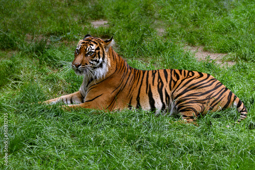 The portrait rare Sumatran Tiger. Inhabits the Indonesian island of Sumatra. Large tiger rests on sunny day in the zoo.