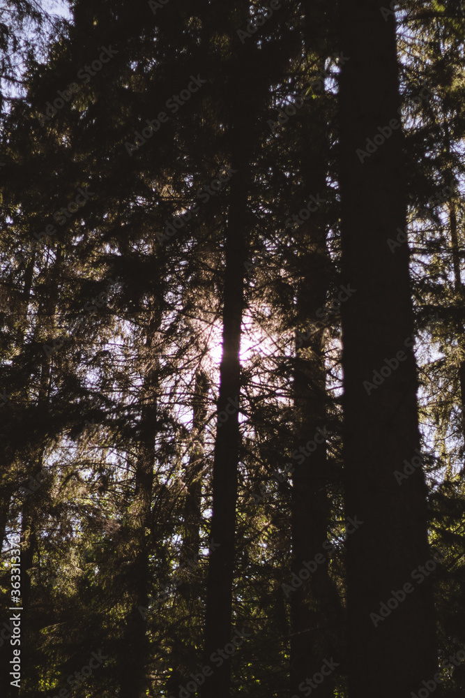 Fototapeta premium sun shining through trees