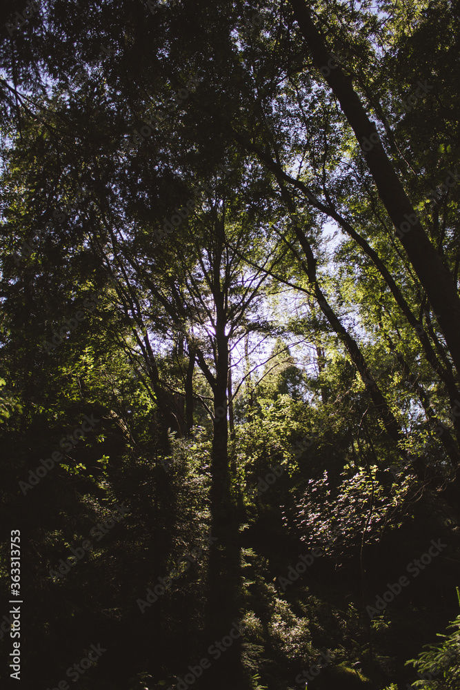 Obraz premium trees in the forest