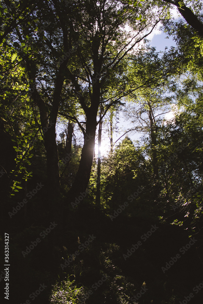 morning in the forest morning in the forest