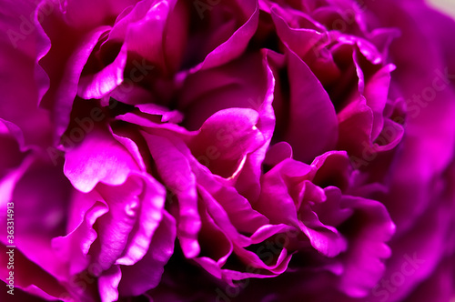 Natural floral background. Pink purple peonies flowers macro shot. Peonies flower petals, beautiful floral wallpaper. Flower texture. Abstract floral blooming background. Holiday floral card © olgaarkhipenko