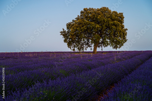Lavender field with lonely tree during sunset near the village of Brihuega, one of the largest plantations of lavender in Spain