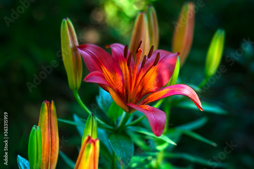 Red Lily surrounded by Buds