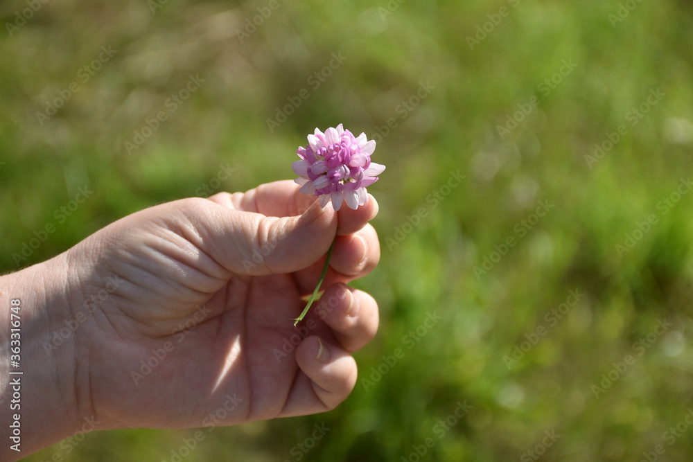 Flower in hand