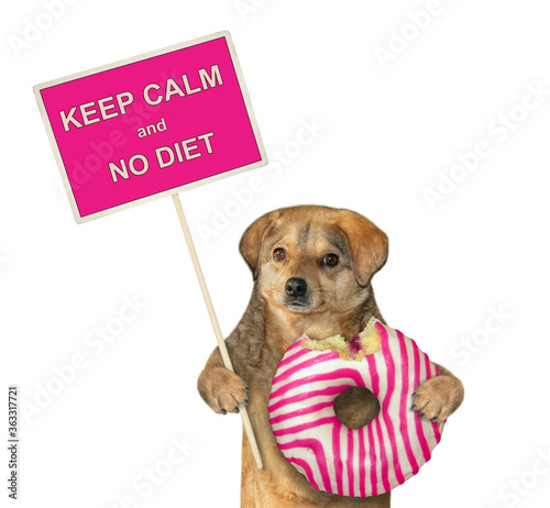 The beige dog is holding a pink striped bitten donut and a sign that says keep calm and no diet. White background. Isolated.