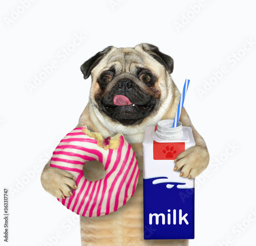 The pug dog is holding a pink striped bitten donut and a milk carton box with a drinking straw. White background. Isolated. © iridi66