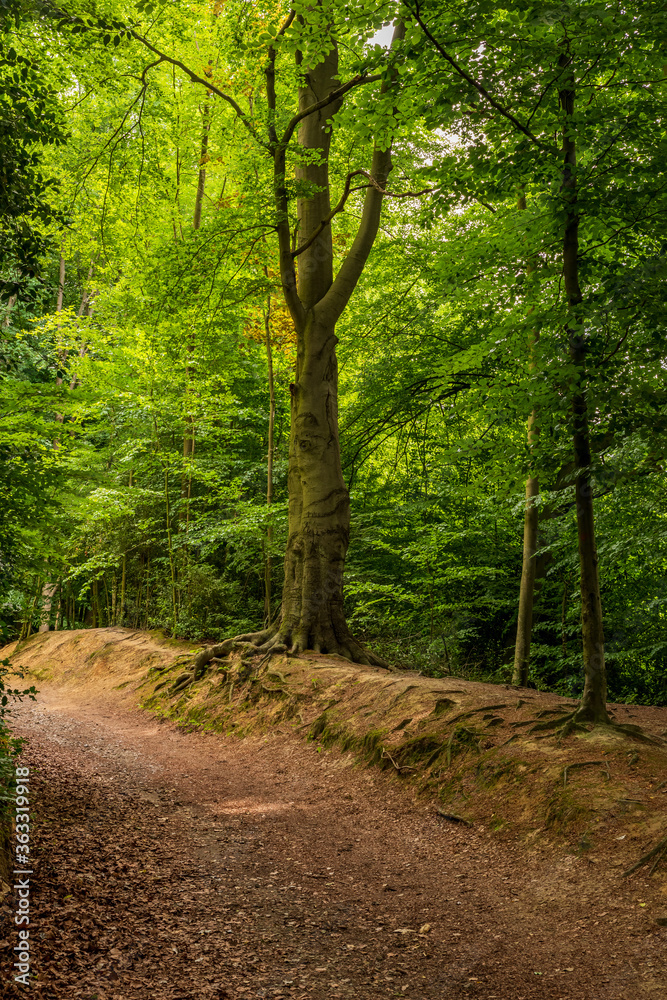 Obraz premium Path through the shady forest