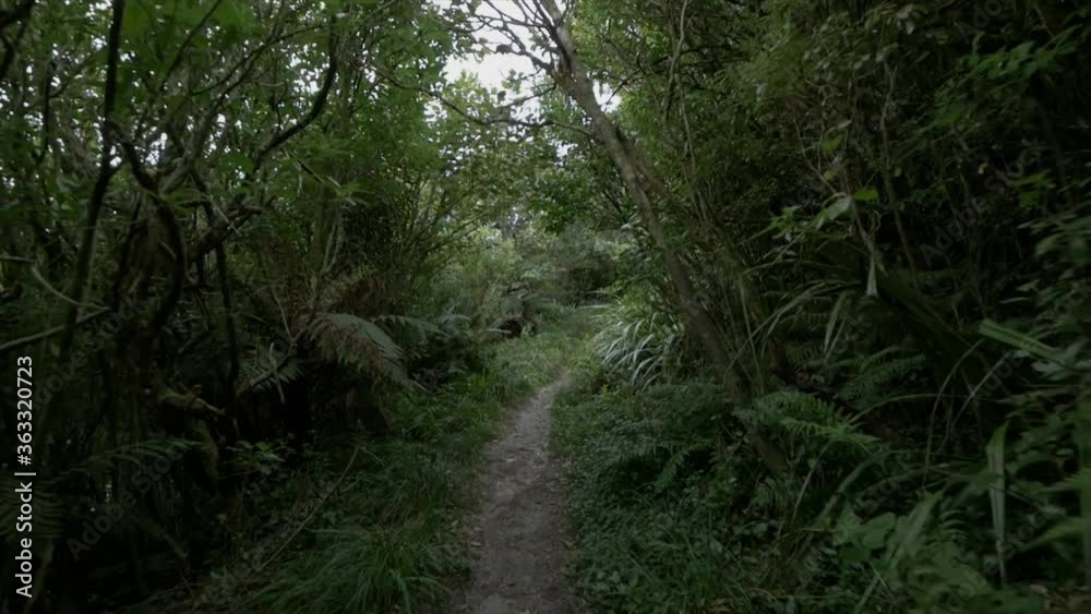 A Beautiful Pathway through the Jungle in Rainforest A Beautiful Pathway through the Jungle in Rainforest