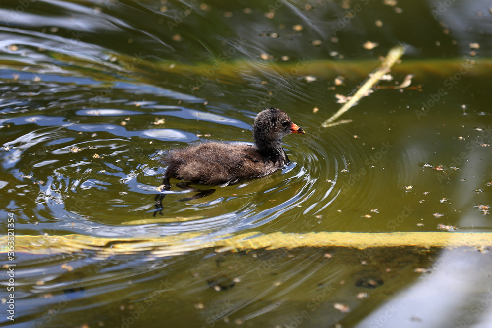 Coot nestling swim along the river in search of its nest Coot nestling swim along the river in search of its nest