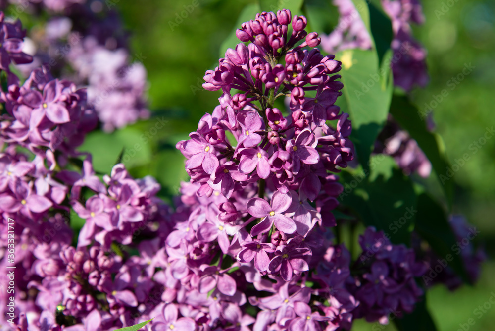 Close up of purple lilac flowers on a sunny day Close up of purple lilac flowers on a sunny day