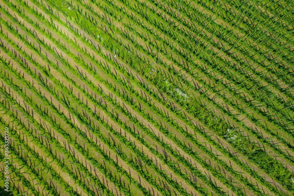 Aerial view of the fruit orchard, trees in a row. Aerial view of the fruit orchard, trees in a row.