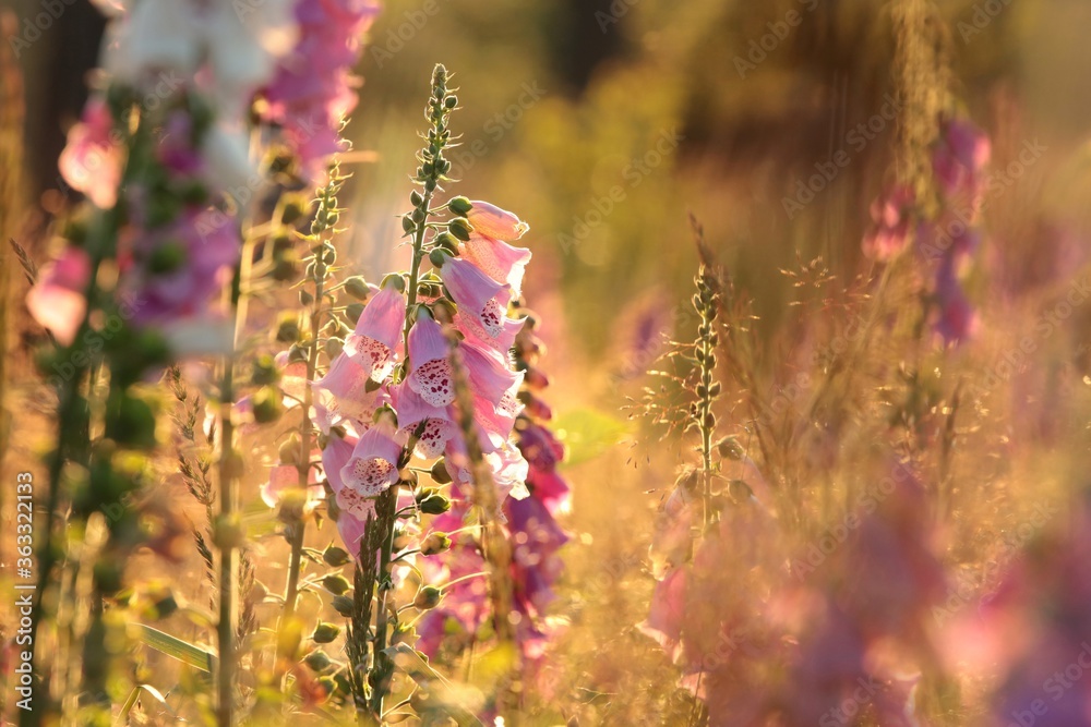 Purple foxglove in the forest at dawn Purple foxglove in the forest at dawn