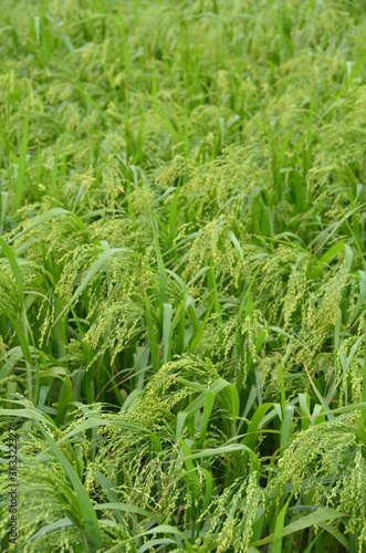 Green Sorghum field