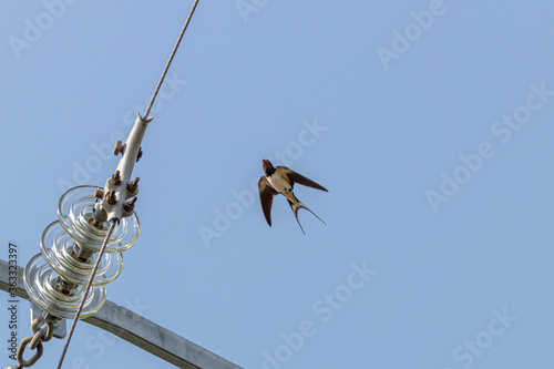 swallow tailed tit photo