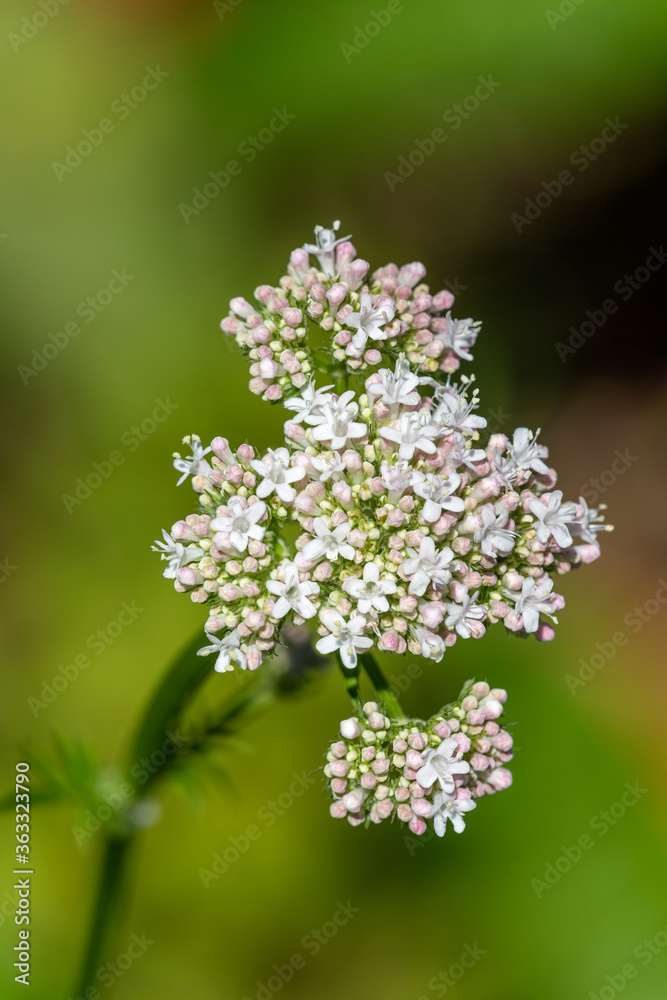 Macrophotographie de fleur sauvage - Valériane dioïque - Valeriana dioica Macrophotographie de fleur sauvage - Valériane dioïque - Valeriana dioica