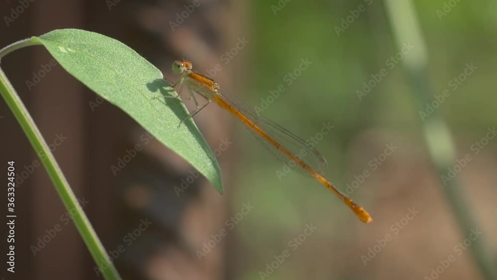 Orange bluet damselfly on a Milkweed leaf Orange bluet damselfly on a Milkweed leaf