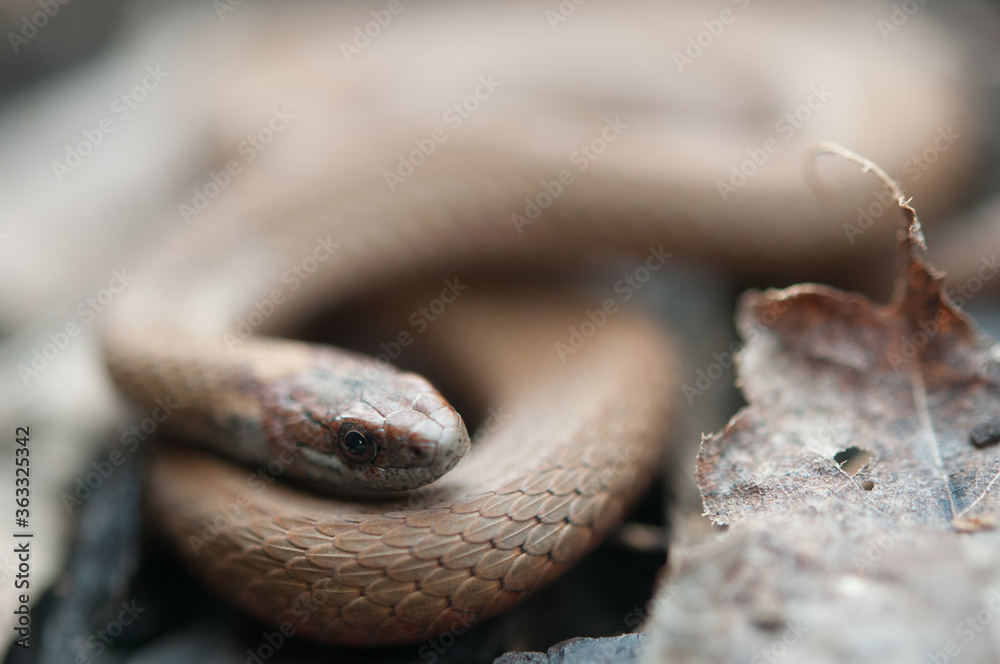 Fototapeta premium Red-Bellied Snake