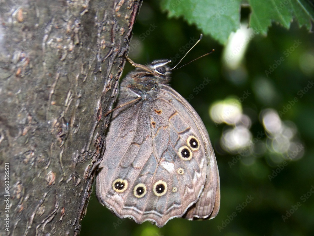 Fototapeta premium gray butterfly on tree bark