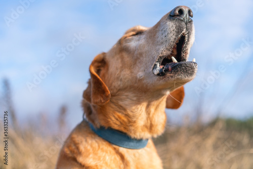 Fotografía Close up shot of big red mixed breed dog barking begging for treat or protecting