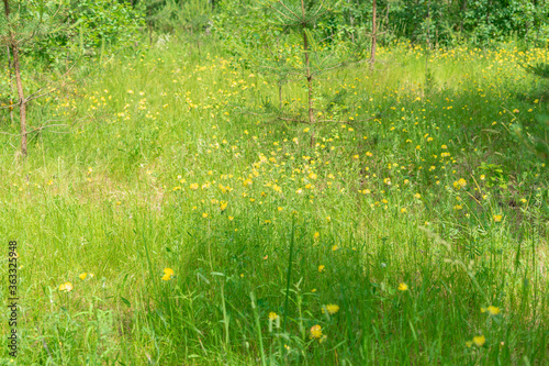 forest clearing with dandelions on a summer day