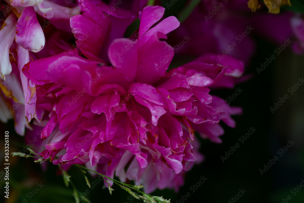 Close-up of huge dark pink peony in the garden, botanical concept