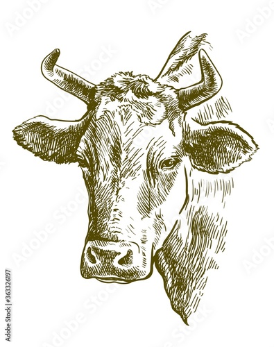 breeding cow. animal husbandry. livestock illustration on a white