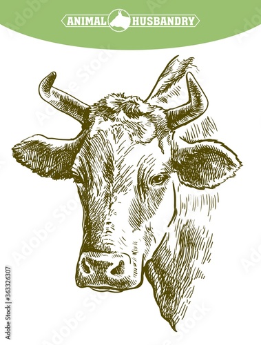 breeding cow. animal husbandry. livestock illustration on a white