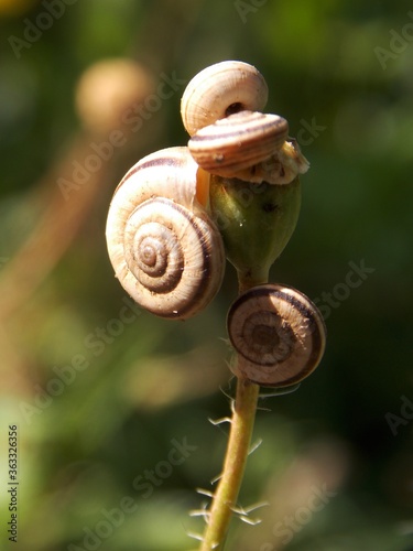 a lot of snails on a tulip seed