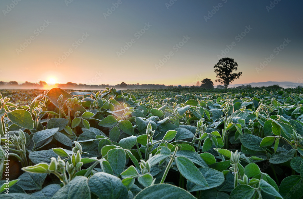 Fototapeta premium Field of soy, lit by early morning sunlight