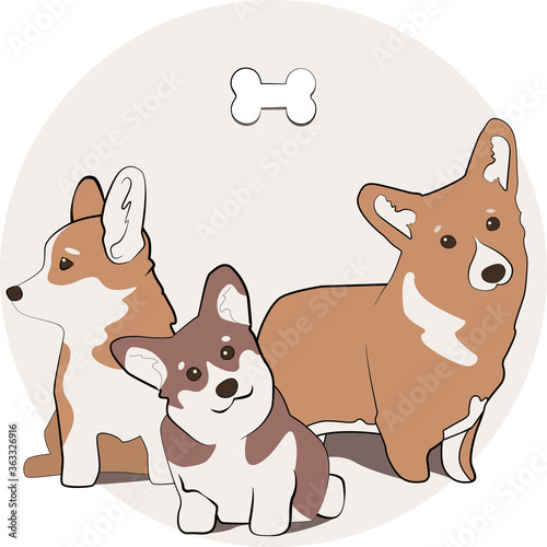 Corgi dogs of different colors - cute illustration with pets
