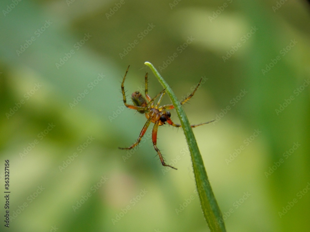 a small colorful spider on a blade of grass a small colorful spider on a blade of grass