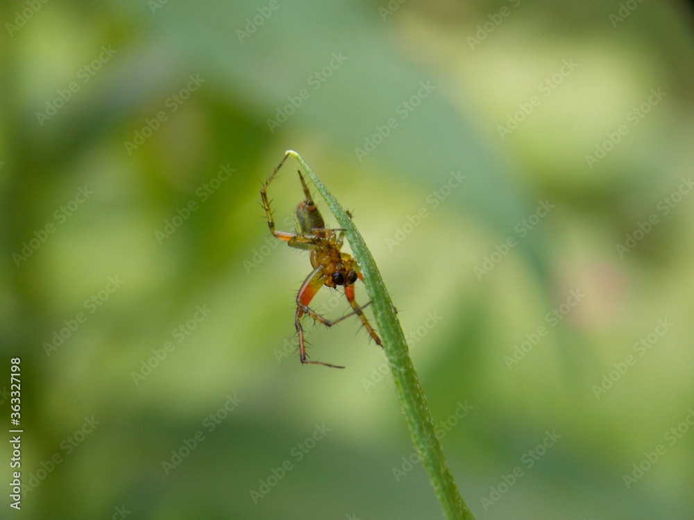 a small colorful spider on a blade of grass a small colorful spider on a blade of grass