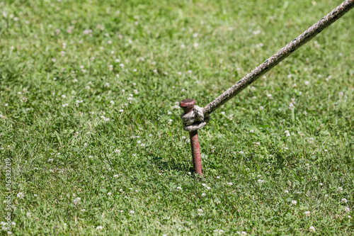 Slika na platnu Shallow depth of field (selective focus) image with a rope holding a big tent (not pictured) tied to a heavy metal spike buried in the ground