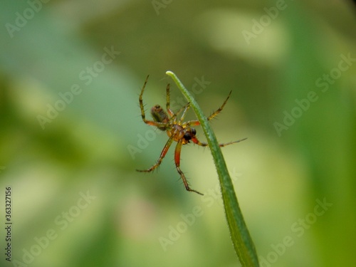 a small colorful spider on a blade of grass © oljasimovic