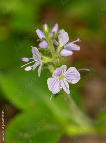 Macrophotographie de fleur sauvage - Véronique officinale - Veronica officinalis photo