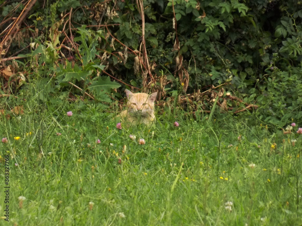 a cat hidden in the grass