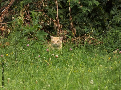 a cat hidden in the grass