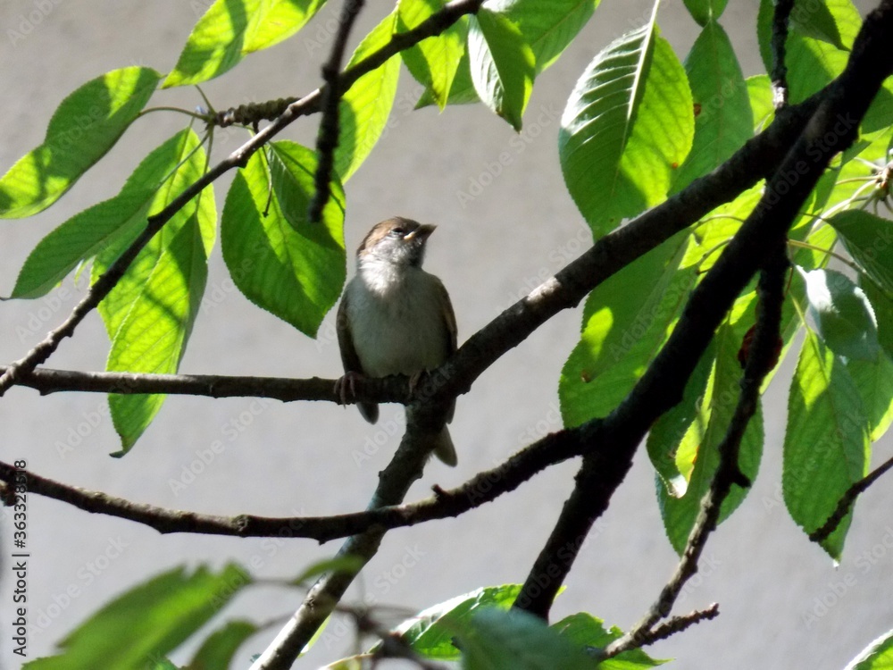 a little sparrow on a branch a little sparrow on a branch