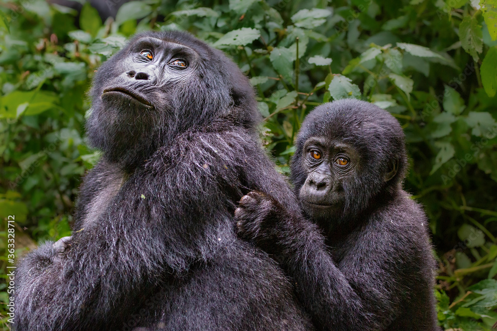 Mother and baby mountain gorilla, Bwindi, Uganda Mother and baby mountain gorilla, Bwindi, Uganda