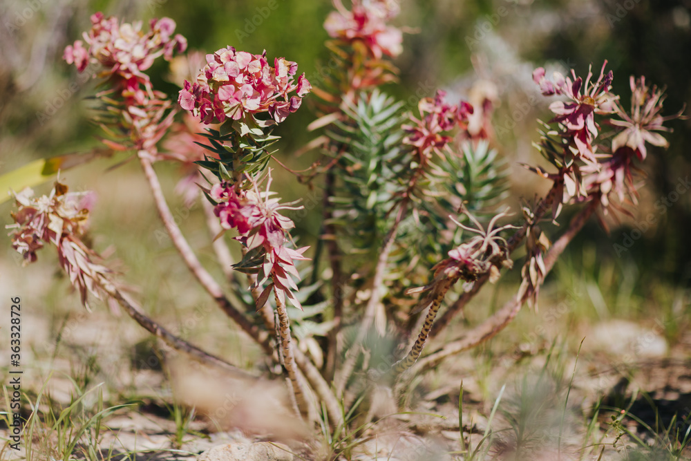 Les plantes du jardin familial