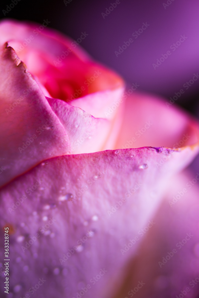 One colorful rose with water droplets macro capture in portrait format One colorful rose with water droplets macro capture in portrait format