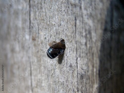 a small beetle builds a nest in a stump